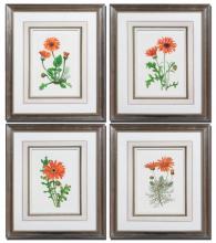 ORANGE FLOWERS